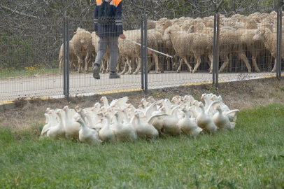 Anadolu kazına "milli kimlik": Anne hattı Yozgat, baba hattı Bandırma