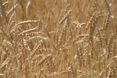 Dünya hububat üretiminde bir ilk gerçekleşecek