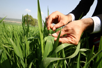 Yenişehir’de Buğday Üreticisine ‘Yanlış İlaçlama’ Uyarısı