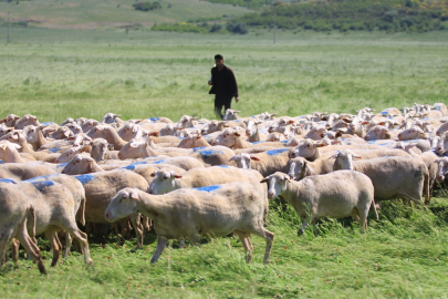 "Kırsalda Bereket Küçükbaşa Destek Projesi"nde son gün uyarısı