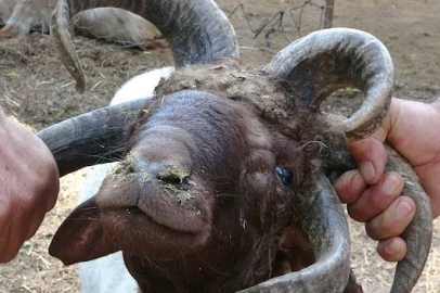 Bursa’da 5 boynuzlu koç ilgi odağı oldu