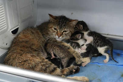 Süt anne kedi, 3 kediyi de sahiplendi