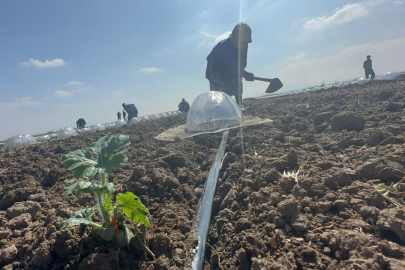 Tarım işçilerini ve çiftçileri en çok turfanda karpuz dikimi zorluyor