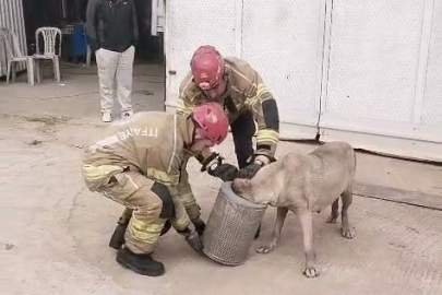 Hava filtresine sıkışan köpek kurtarıldı