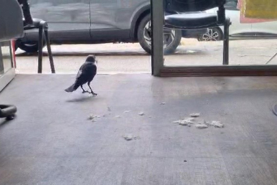 Saç kesmiyor ama yere düşen saçları topluyor....