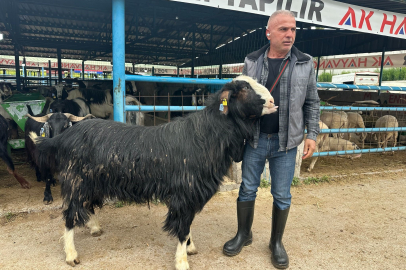 Bursa'daki kurban pazarının şampiyon keçisi 47 bin liradan satıldı