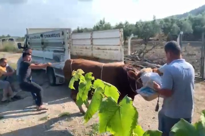 6 kişinin zapt edemediği boğa bir tekmeyle böyle yere serdi