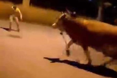 Bursa'da dana paniği