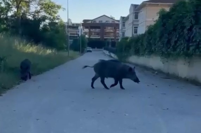 Domuzlar yerleşim yerine inerek yiyecek aradı
