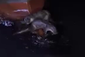 Su samurlarının balık keyfi kamerada