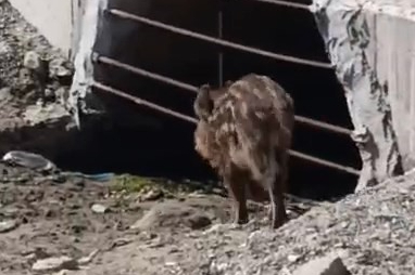 Aç kalan domuzlar sahile indi