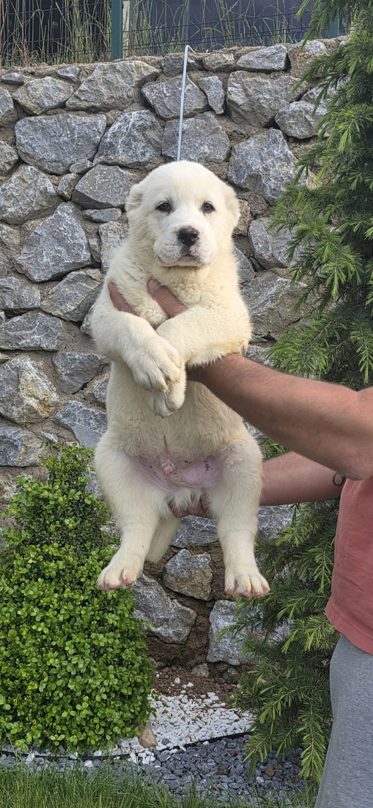 Orta Asya’nın Efsane Koruyucusu Alabai, Bursa Kestel’de Yetiştiriliyor