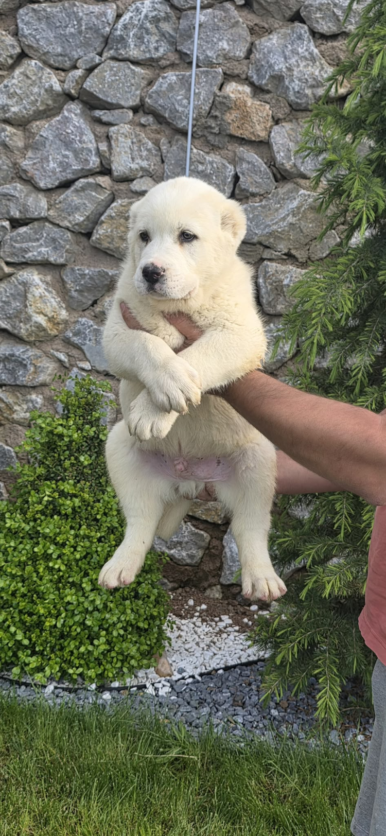 Orta Asya’nın Efsane Koruyucusu Alabai, Bursa Kestel’de Yetiştiriliyor