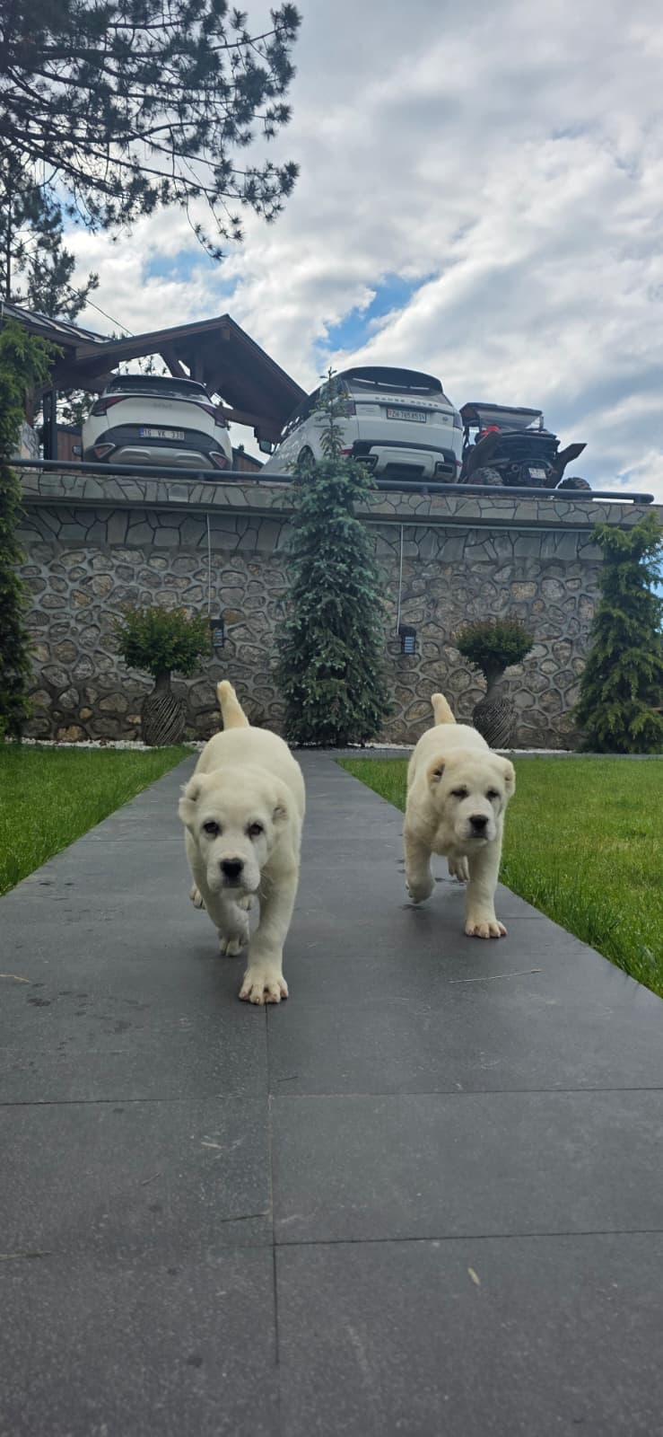 Orta Asya’nın Efsane Koruyucusu Alabai, Bursa Kestel’de Yetiştiriliyor