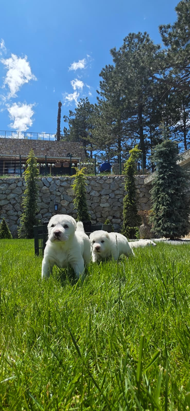 Orta Asya’nın Efsane Koruyucusu Alabai, Bursa Kestel’de Yetiştiriliyor