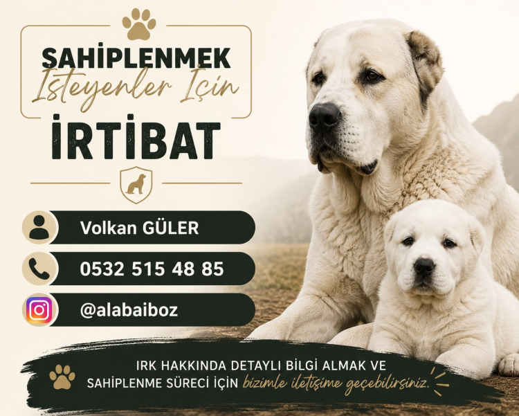 Orta Asya’nın Efsane Koruyucusu Alabai, Bursa Kestel’de Yetiştiriliyor