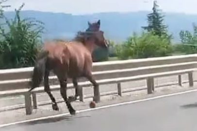 Bursa-Ankara Karayolunda Başıboş Atlar Tehlike Saçtı
