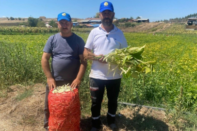 Yenişehirli Çiftçinin Alternatif Ürün Arayışı Şeker Fasulyeyle Sonuç Verdi