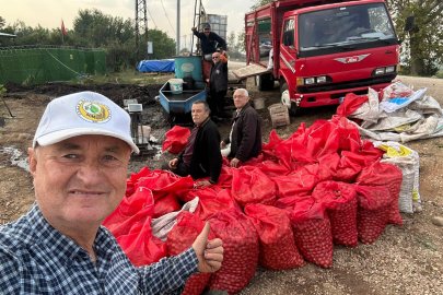 Yenişehir’de kırmızı ceviz rağbet görüyor: Kilosu 200 liradan satılıyor