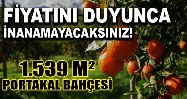 Adana Kozan'da 1.539 m² portakal bahçesi icradan satılıktır (çoklu satış)