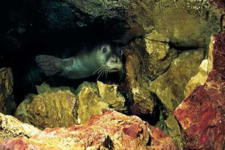Akdeniz foku yavrularına 'mağara turu' tehdidi