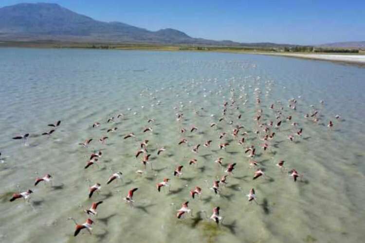 Arin Gölü'nü renklendiren Flamingolar havadan görüntülendi