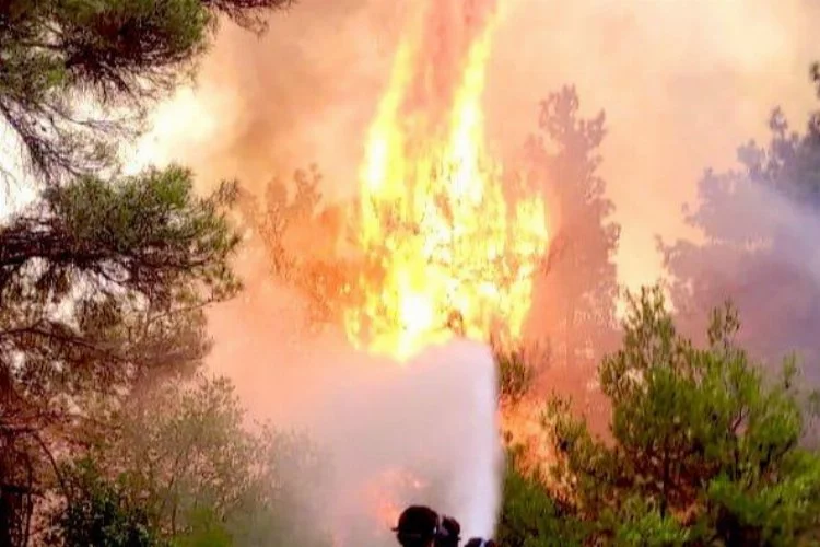 Bursa’da orman yangını arıları telef etti
