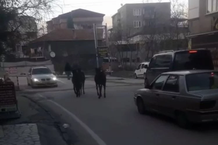 Başıboş atlar trafikte tehlike saçmaya devam ediyor