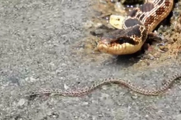 Bolu'da aracın kaputundan 2 metre boyutunda yılan çıktı