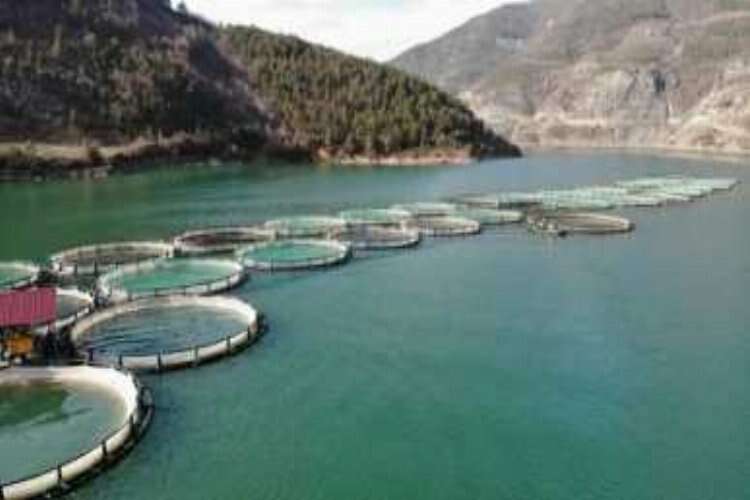 Borçka Barajı'nda üretilen Türk somonları dünyaya ihraç ediliyor