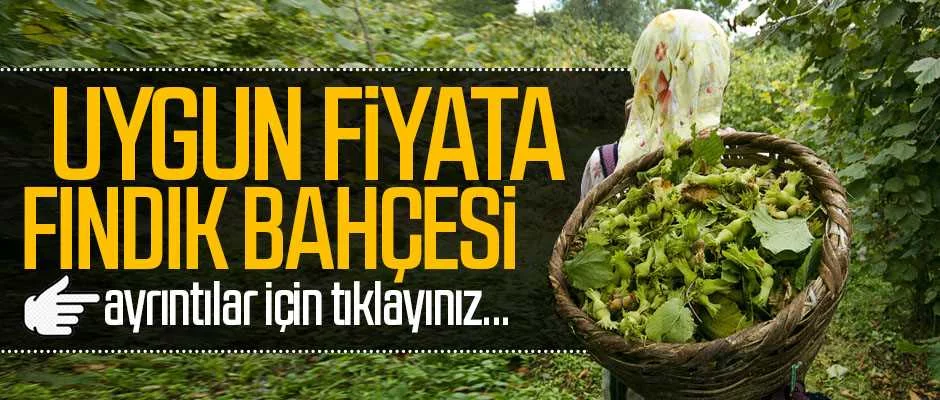 Borçka Demirciler Köyü'nde fındık bahçesi icradan satılıktır