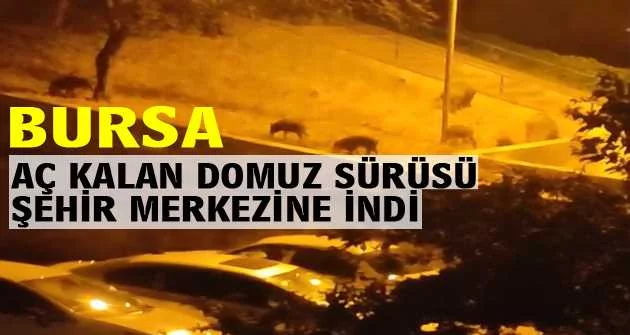 Bursa’da aç kalan domuz sürüsü şehir merkezine indi