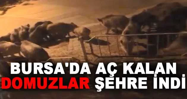 Bursa'da aç kalan domuzlar şehre indi
