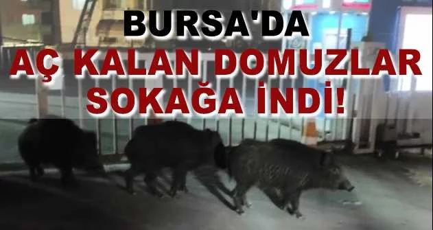 Bursa'da aç kalan domuzlar sokağa indi