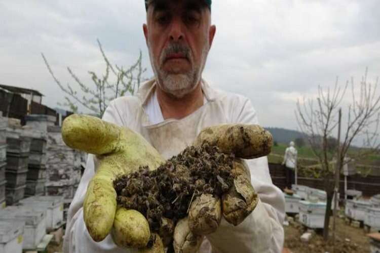 Bursa’da arı ölümleri devam ediyor