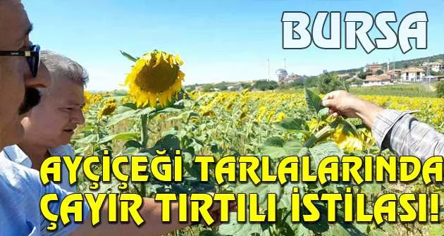 Bursa'da ayçiçeği tarlalarında çayır tırtılı istilası
