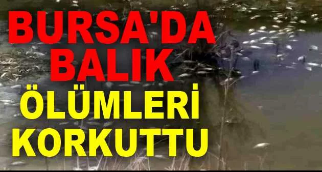Bursa'da balık ölümleri korkuttu