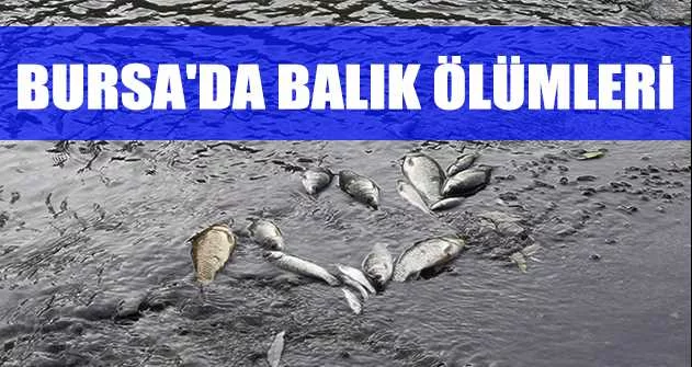 Bursa'da balık ölümleri