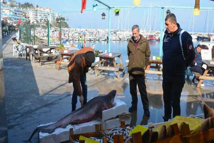 Bursa’da balıkçı ağlarına dev köpek balığı takıldı 