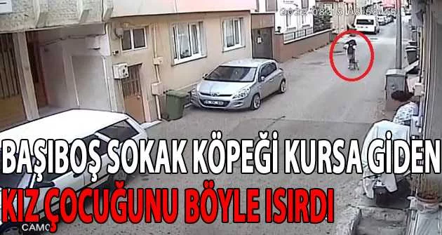 Bursa'da başıboş sokak köpeği kursa giden kız çocuğunu böyle ısırdı