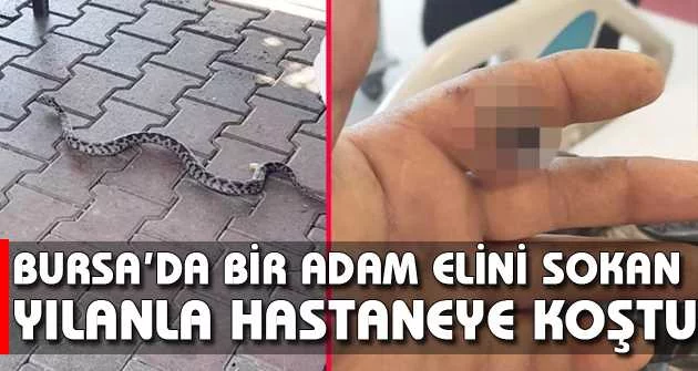 Bursa’da bir adam elini sokan yılanla hastaneye koştu