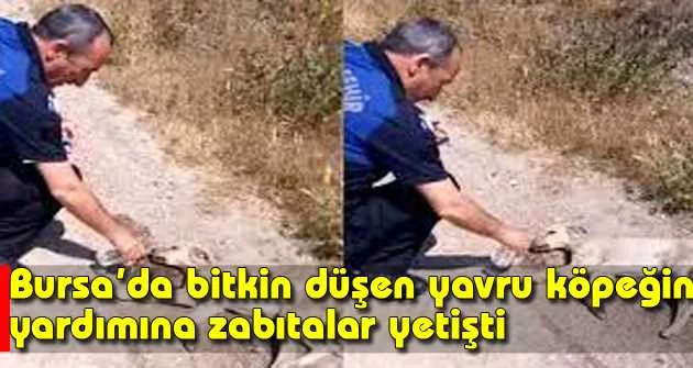 Bursa’da bitkin düşen yavru köpeğin yardımına zabıtalar yetişti
