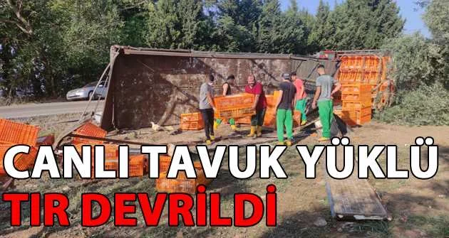 Bursa'da canlı tavuk yüklü tır devrildi