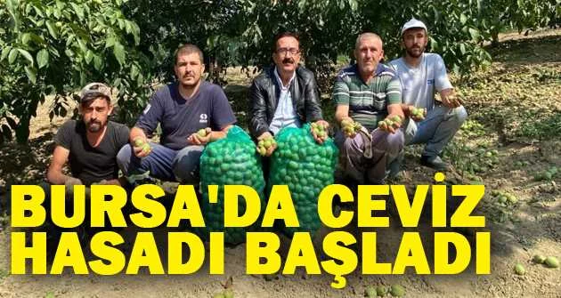 Bursa'da ceviz hasadı başladı