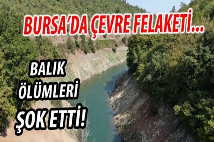 Bursa’da çevre felaketi...Balık ölümleri şok etti