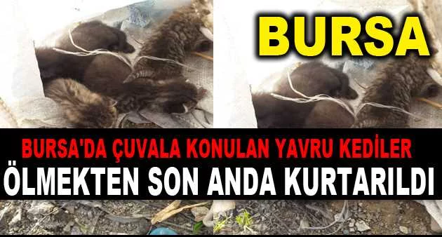 Bursa'da çuvala konulan yavru kediler ölmekten son anda kurtarıldı