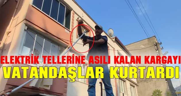 Bursa’da elektrik tellerine asılı kalan karga böyle kurtarıldı