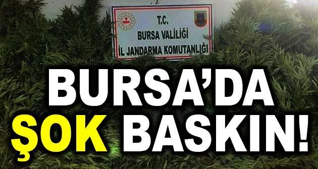 Bursa'da evin bahçesinde ekili 48 kök kenevir ele geçirildi