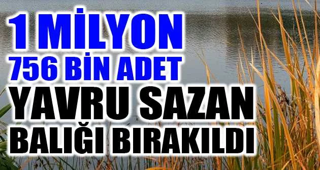 Bursa’da göl ve göletlere 1 milyon 756 bin adet yavru sazan balığı bırakıldı