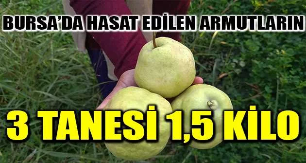 Bursa’da hasat edilen armutların 3 tanesi 1,5 kilo